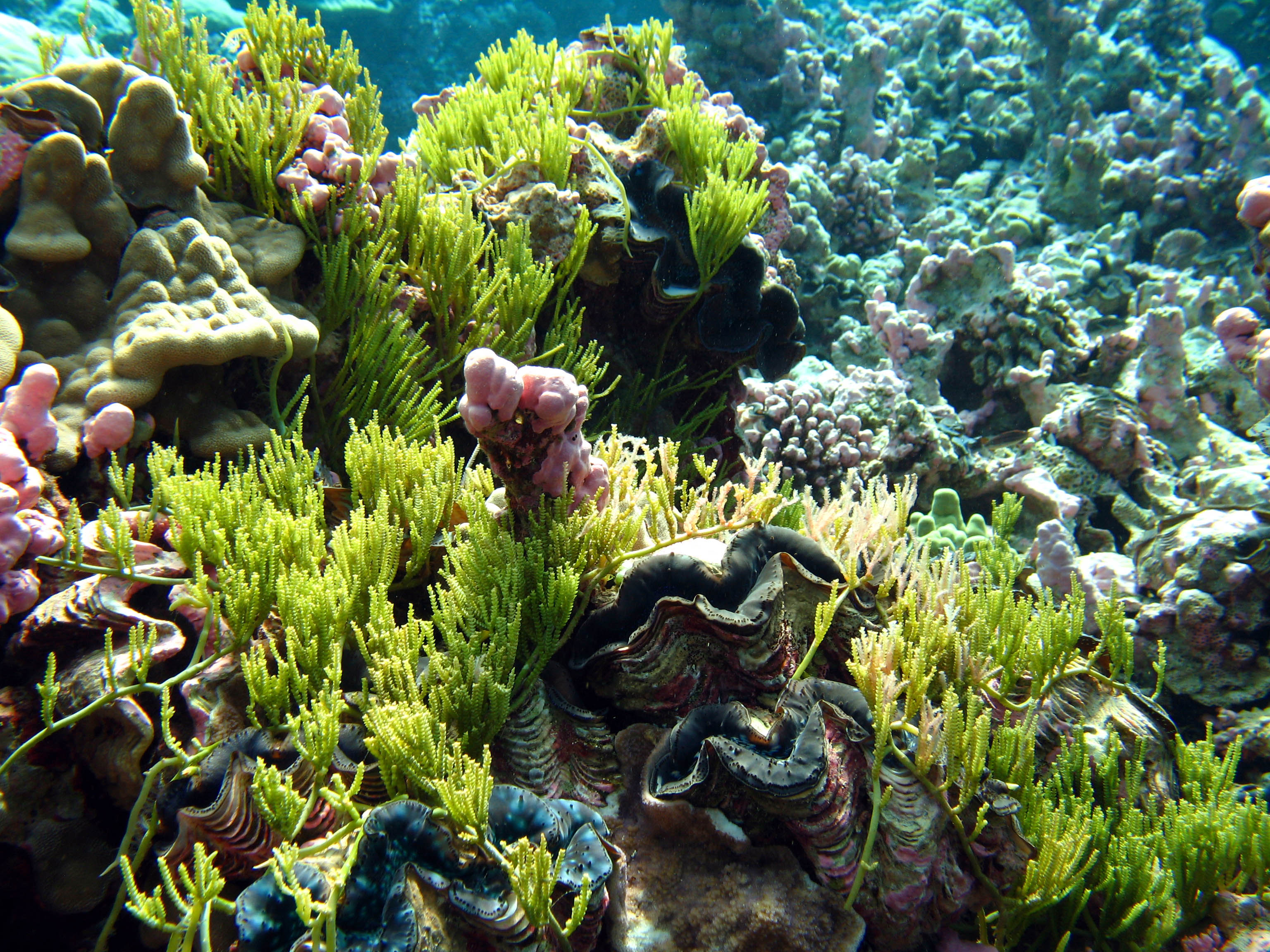 Coral Reef Algae Types