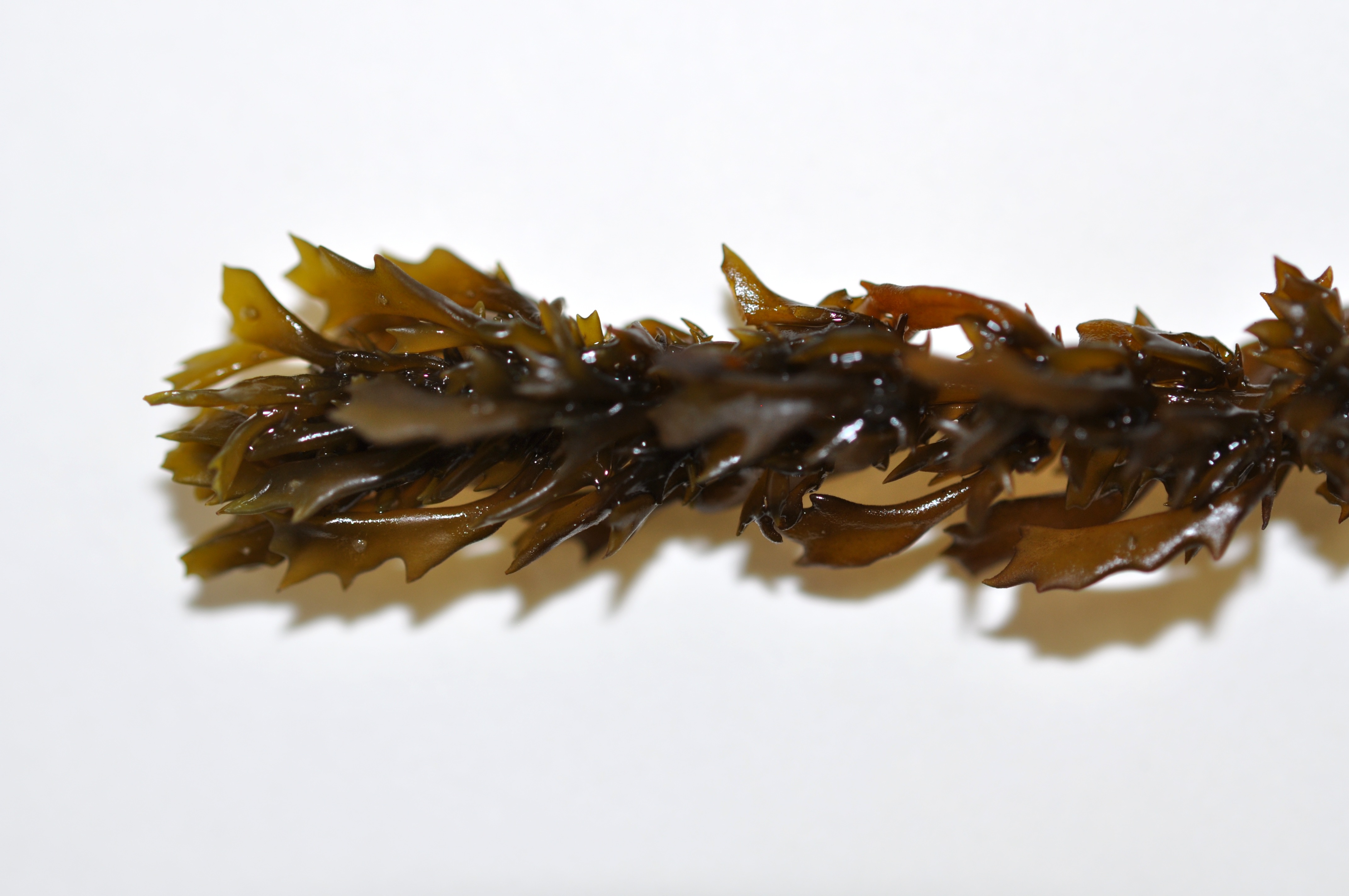 Sargassum agardhianum