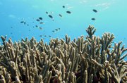 A thicket of the branching Acropora