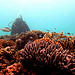 Jharris_coral survey