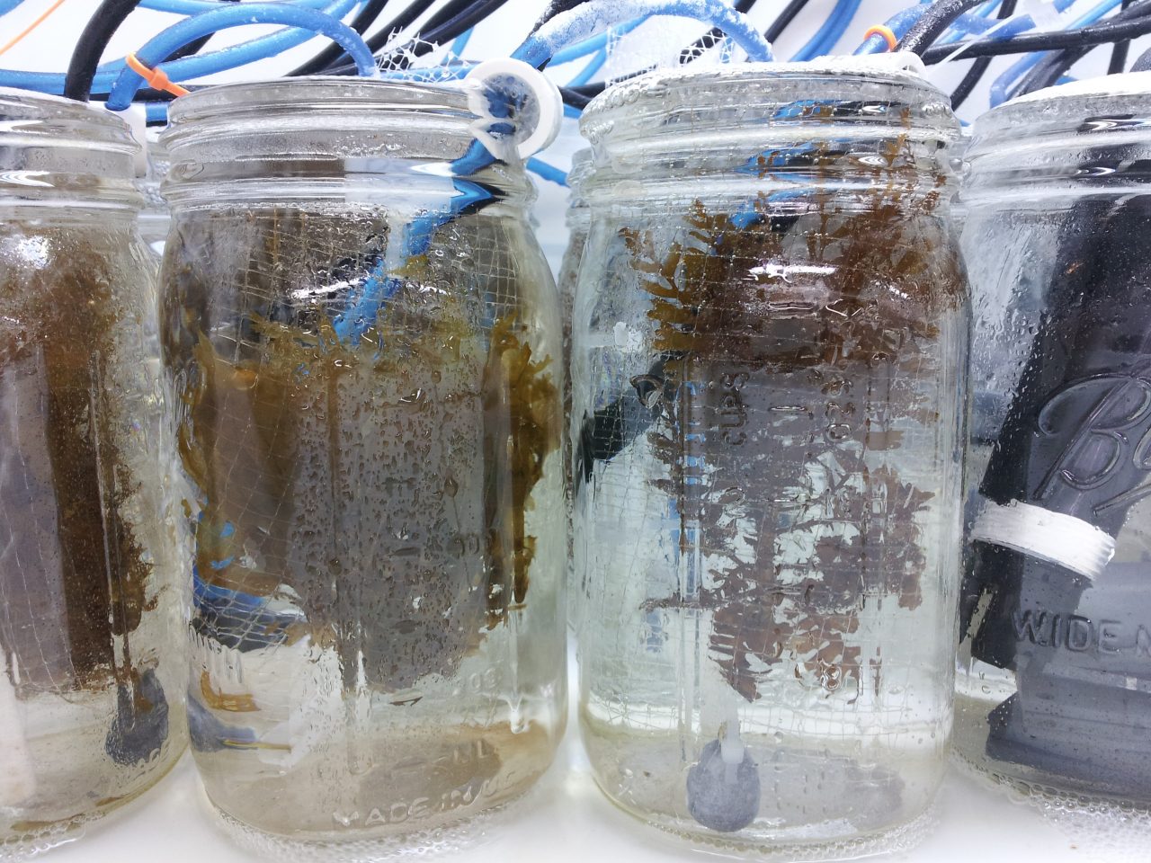 experiment on ocean acidification