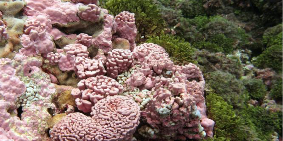 Many species of pink coralline algae, which cements coral reefs together, cover a reef surface in the Southern Line Islands.