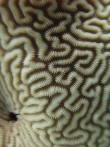 Close up view of a Leptoria spp. colony