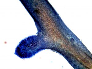 Microscope view of the growing tip of another thin branching alga