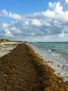 The amount of Sargassum that has washed ashore over the past week is truly amazing. It also makes our walk to school a little more difficult on the narrow sections of the beach! 