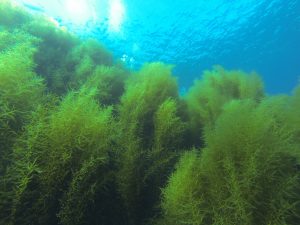 A thick wall of Sargassum horneri, some plants reaching more than 2 m in length
