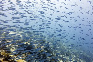 A school of bait fish cruises over the reef.