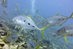 A school of yellowspot trevally pass through my transect.  