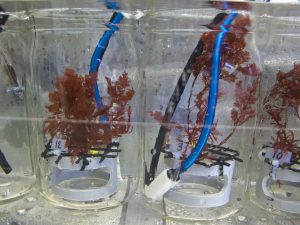 Experimental specimen Plocamium cartilagineum, a locally abundant red, fleshy seaweed